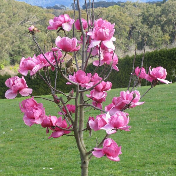 Northern Magnolia Tree Seeds for Planting ¨C Evergreen Fragrant Blooms for Garden & Landscape Planting Heirloom Non-GMO S