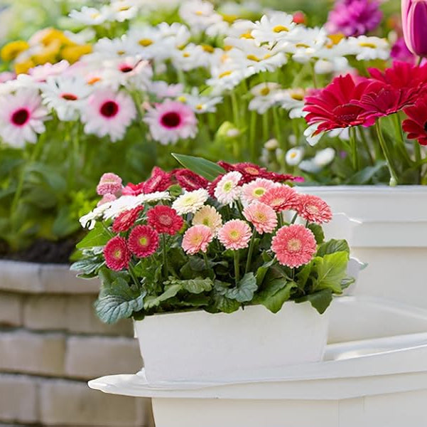 Gerbera Jamesonii Mixed Daisy Flower Seeds for Planting Heirloom Non-GMO Seeds