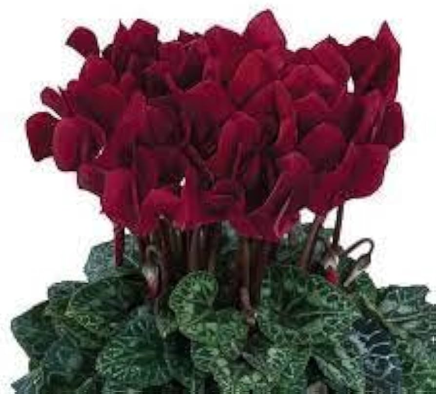 Cyclamen Cyclamen spp. Flower Seeds for Planting in Indoor Garden Heirloom Non-GMO Seeds