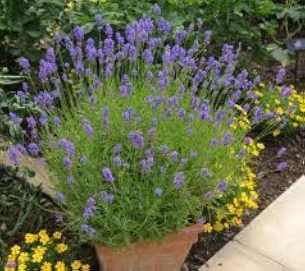 Elegant Lavender Seeds for Planting Lavandula angustifolia for flower beds and containers | Heirloom Non-GMO Flower Seeds for Home Gardens