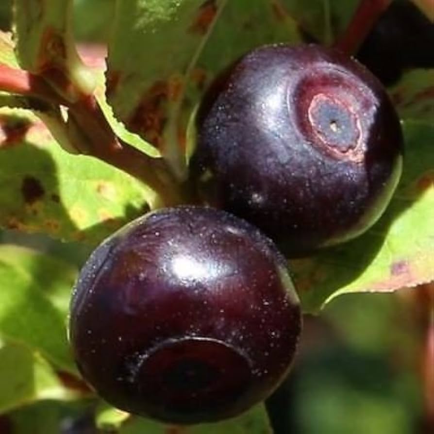 Mountain Huckleberry Bush Gaylussacia baccata Seeds for Planting in Berry Garden Perennial Fruit Seeds for Home Gardens, Raised Beds & Containers