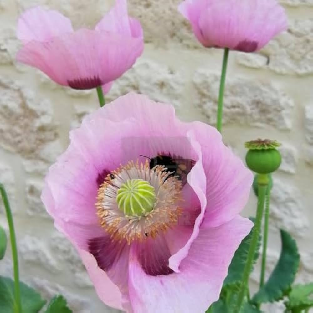 Pink Poppy Seeds for Planting Papaver Rhoeas flower bed cottage garden Heirloom Non-GMO Seeds