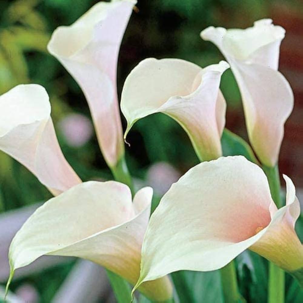 White Calla Lily Seeds Zantedeschia for Planting in Flower Bed & Garden Heirloom Non-GMO Seeds