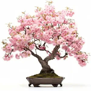 Japanese Cherry Blossom Prunus serrulata Flower Seeds for Planting in Garden Heirloom Non-GMO Seeds