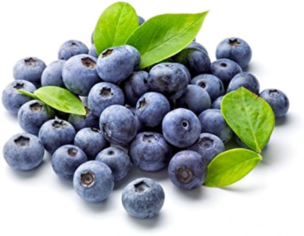 Blueberry Seeds for Planting Vaccinium corymbosum for home orchards and vegetable patches Perennial Fruit Seeds for Home Gardens, Raised Beds & Containers