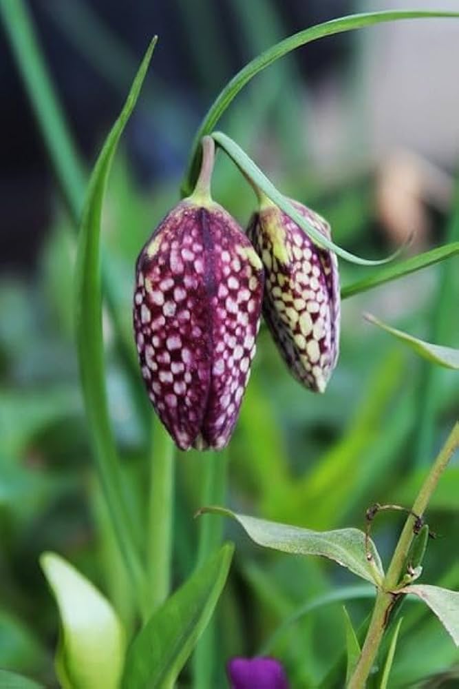 Fritillaria Persica Seeds for Planting Fritillaria persica for flower beds and ornamental gardens Heirloom Non-GMO Seeds
