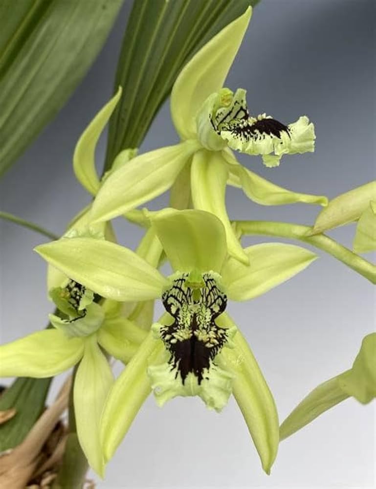 Orchid Balcony Seeds for Planting Dendrobium spp. for balcony gardens and indoor spaces Heirloom Non-GMO Seeds