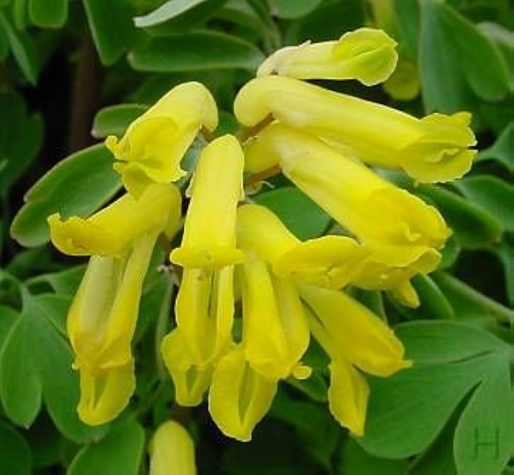 Corydalis Corydalis lutea Flower Seeds for Planting in Flower Bed and Garden Heirloom Non-GMO Seeds