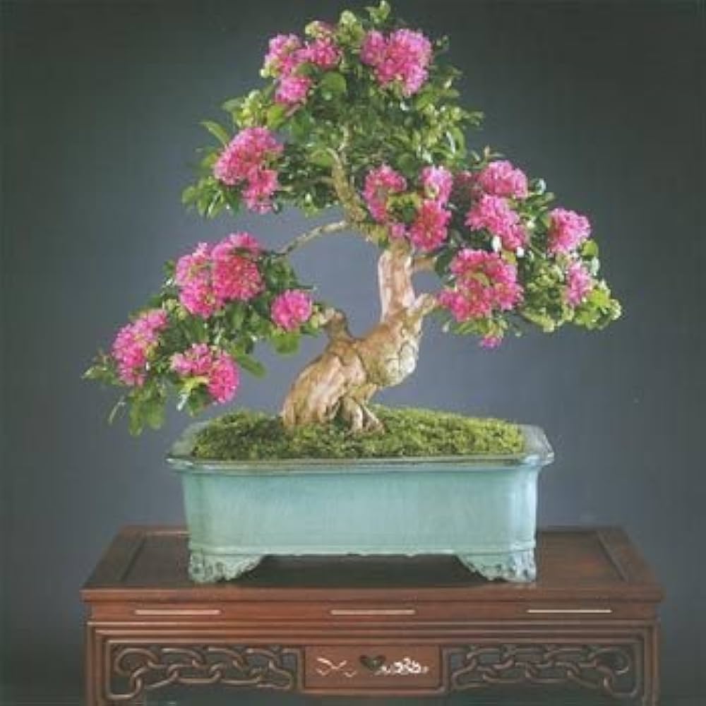 Crepe Myrtle Lagerstroemia Bonsai Flower Seeds for Planting Heirloom Non-GMO Seeds