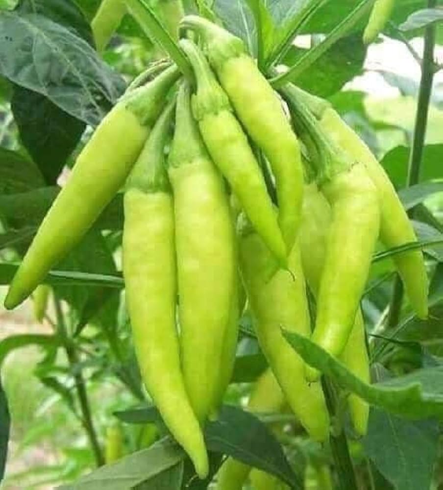 Paprika Annuum Pepper Seeds Capsicum annuum for Planting in Vegetable Patch for Planting, Premium Vegetable Seeds | Heir