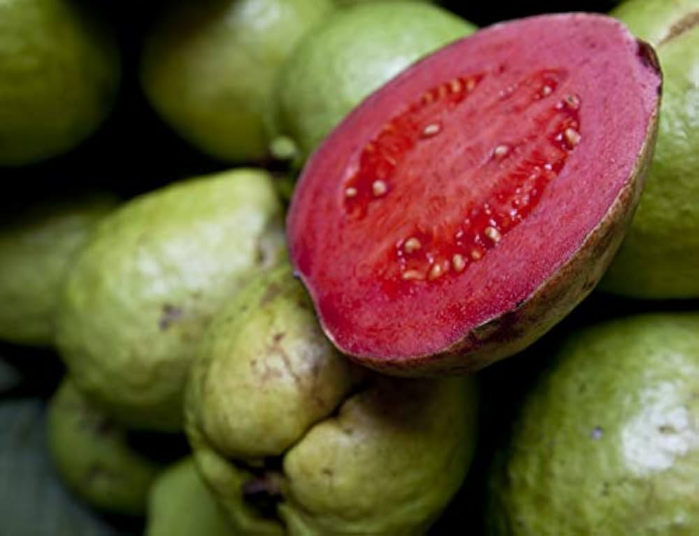 Guava Seeds for Planting Psidium guajava for tropical gardens and home orchards Tropical Fruit Seeds for Home Gardens, Containers & Outdoor Growing