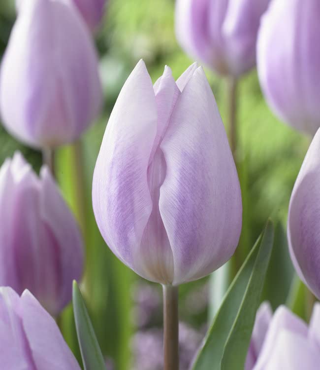 Tulip Ice Cream Tulipa 'Ice Cream' Seeds for Planting in Flower Bed Heirloom Non-GMO Seeds