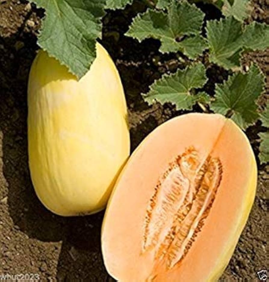 Apple Melon Seeds for Planting Cucumis melo for vegetable beds and sunny garden plots Fruit Seeds for Home Gardens, Raised Beds & Outdoor Growing