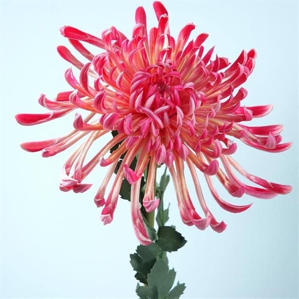 Japan Spider Chrysanthemum Flower Seeds for Planting Heirloom Non-GMO Seeds