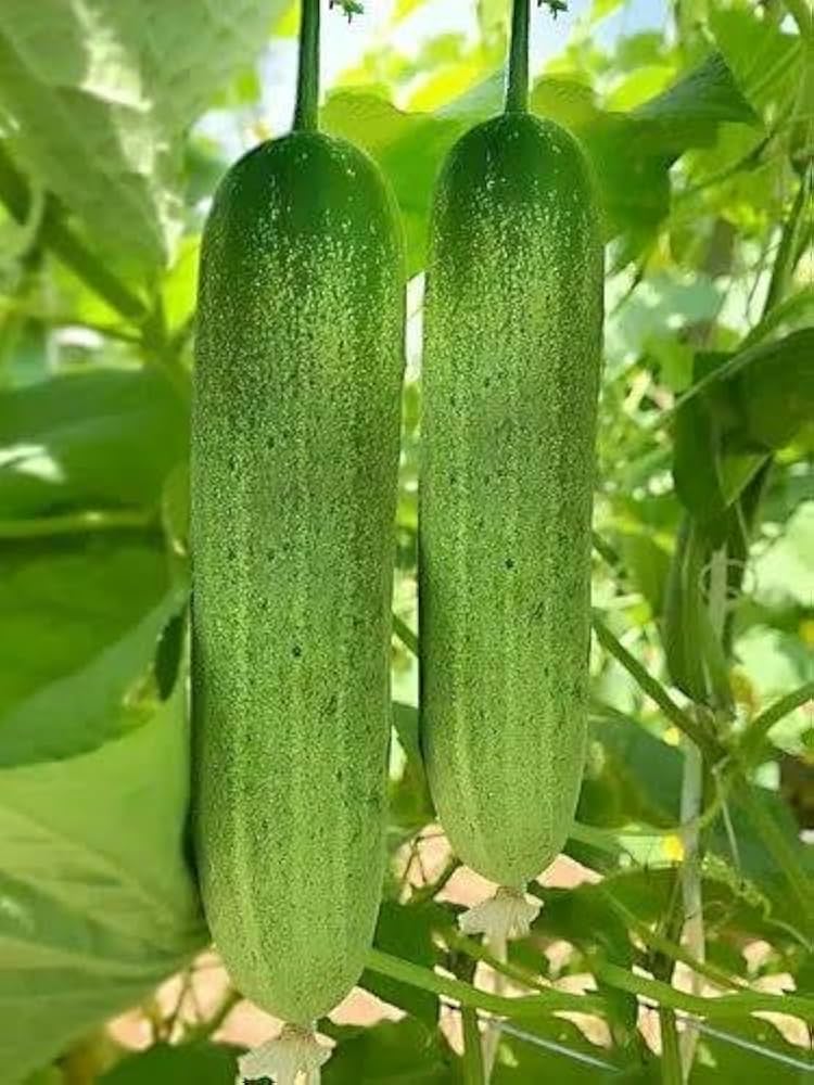 Cucumber Vegetable Seeds Cucumis sativus for Planting in Vegetable Patch for Planting, Premium Vegetable Seeds | Heirloo