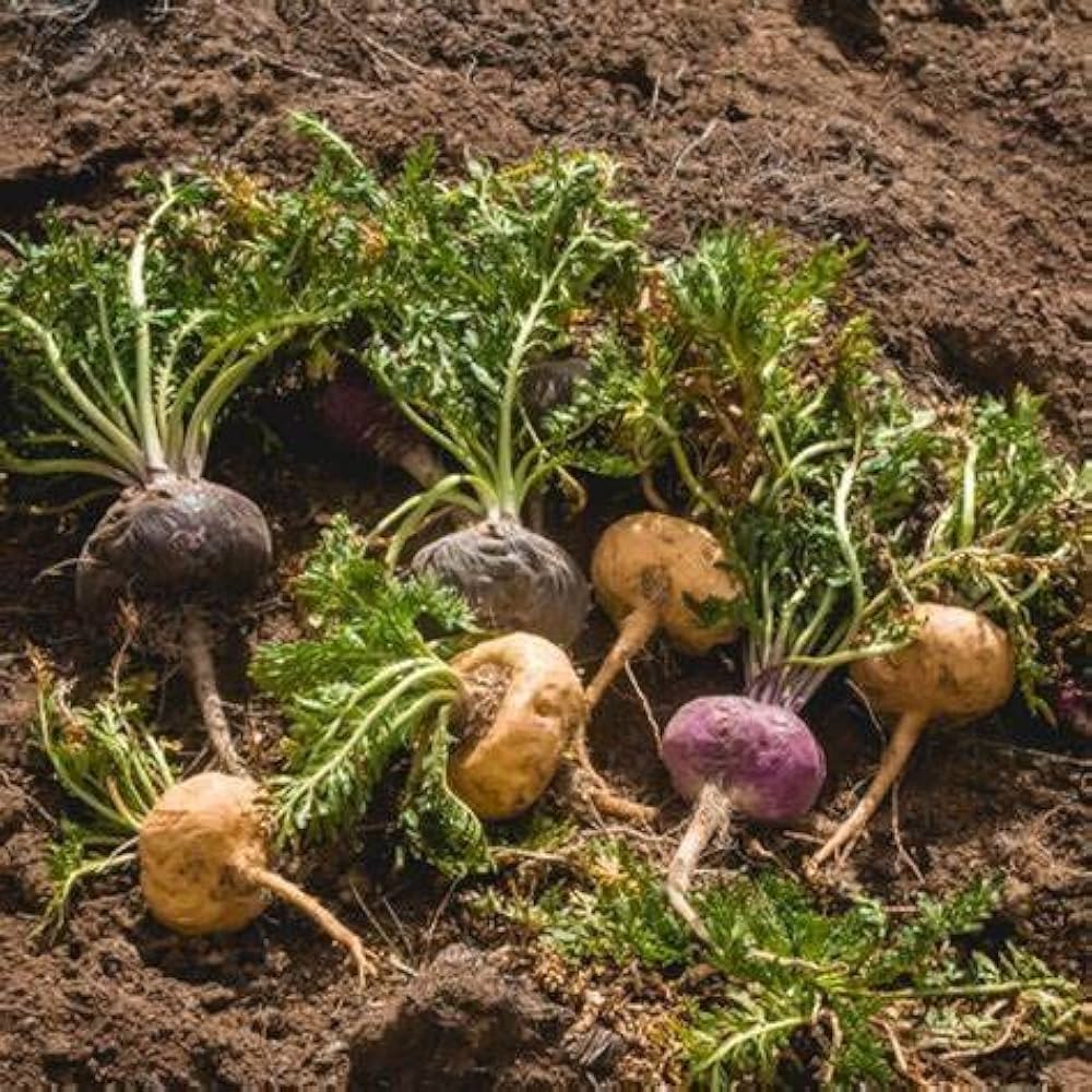 Maca Root Seeds for Planting Lepidium meyenii for vegetable patches and herbal gardens for Planting, Premium Seeds | Hei