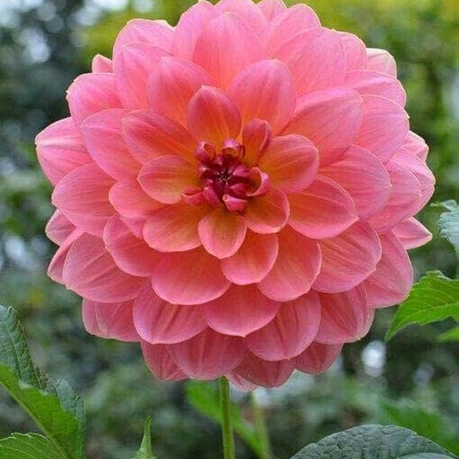 Dahlia Dahlia pinnata Seeds for Planting in Flower Bed Heirloom Non-GMO Seeds