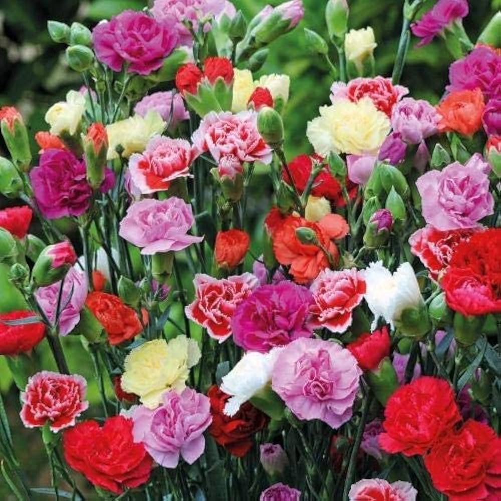 Limetten Prix Carnation Seeds for Planting Dianthus caryophyllus for flower beds and gardens Heirloom Non-GMO Seeds