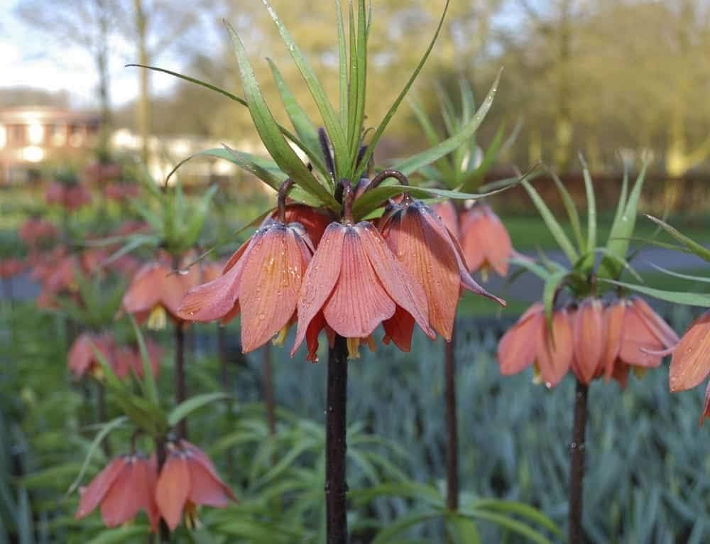 Crown Imperial Fritillaria Seeds for Planting Fritillaria imperialis for flower beds and spring gardens Heirloom Non-GMO