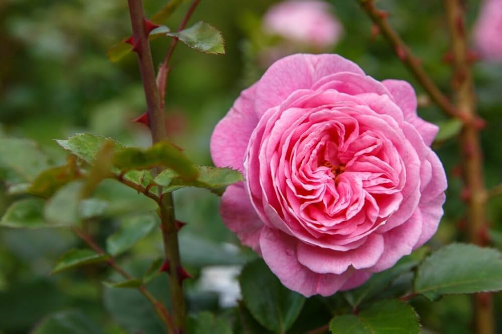 Juliet Rose Rosa spp. Seeds for Planting in Flower Bed & Garden Heirloom Non-GMO Seeds