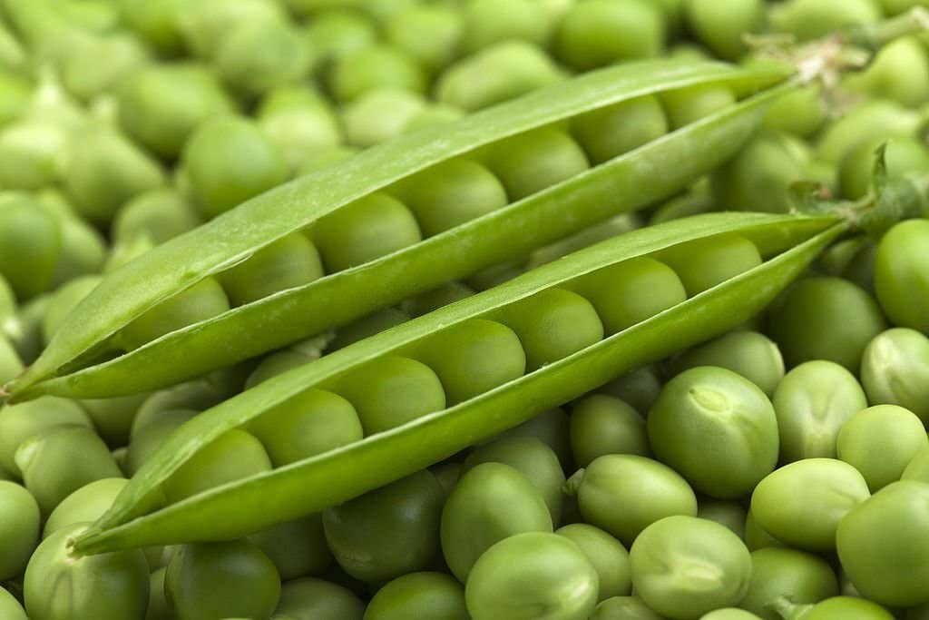 Pea Plant Pisum sativum for Planting in Vegetable Patch for Planting, Premium Vegetable Seeds | Heirloom Non-GMO