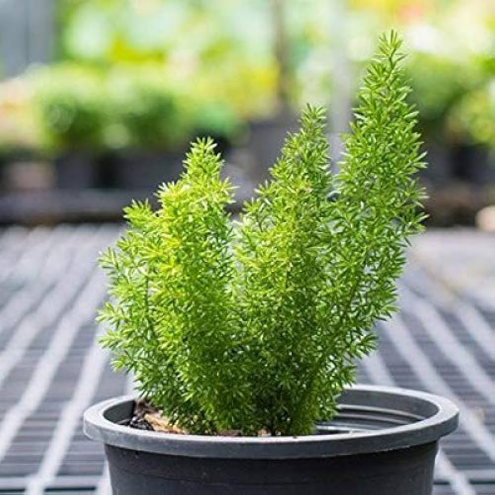 Foxtail Fern Asparagus densiflorus Plant Seeds for Planting Heirloom Non-GMO Seeds