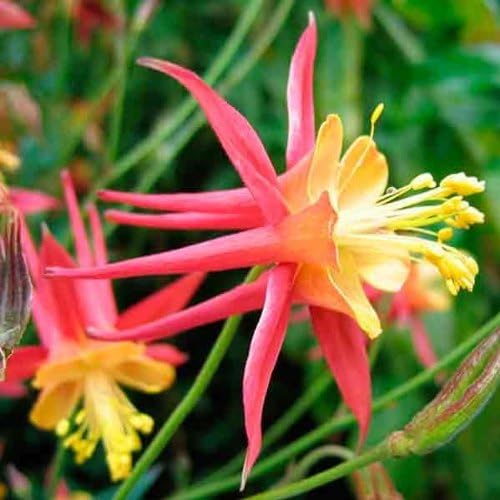 Tequila Sunrise Columbine Aquilegia spp Flower Seeds for Planting in Garden Heirloom Non-GMO Seeds