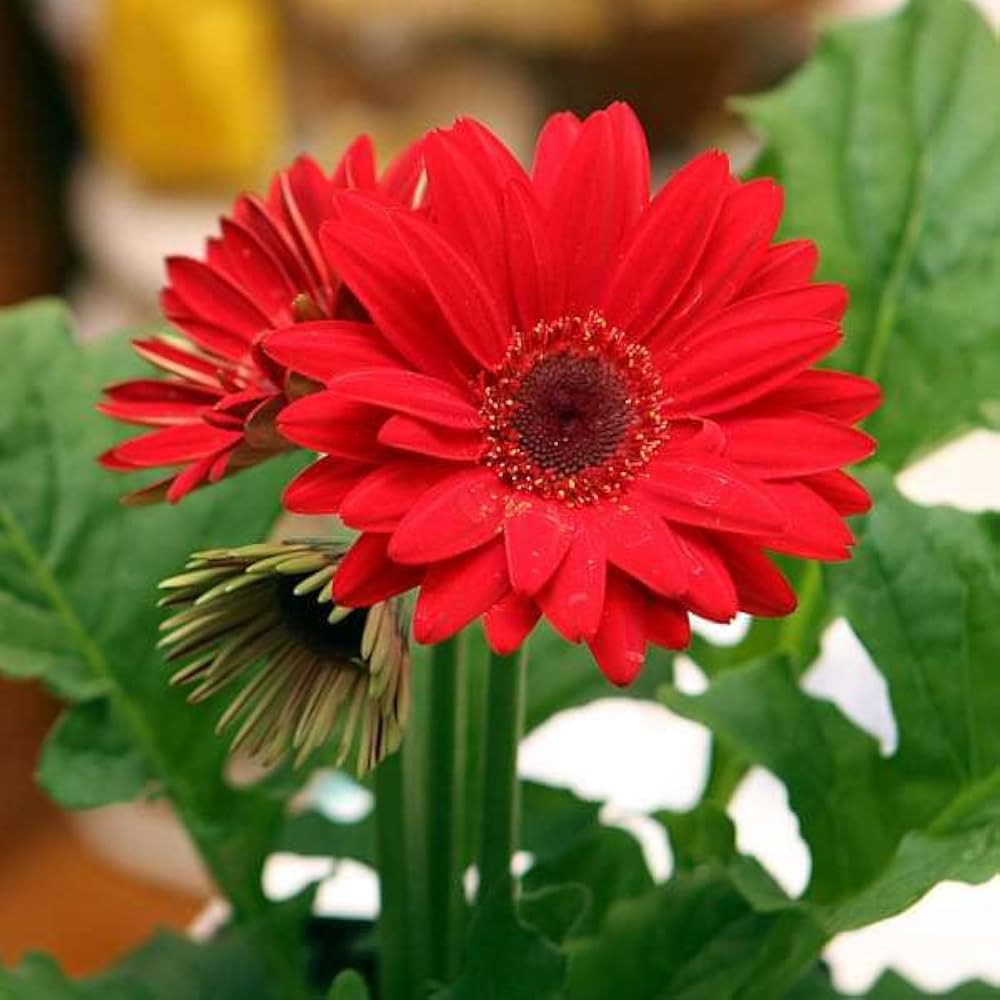 Gerbera Daisy Seeds for Planting Gerbera jamesonii for flower beds and indoor planters Heirloom Non-GMO Seeds