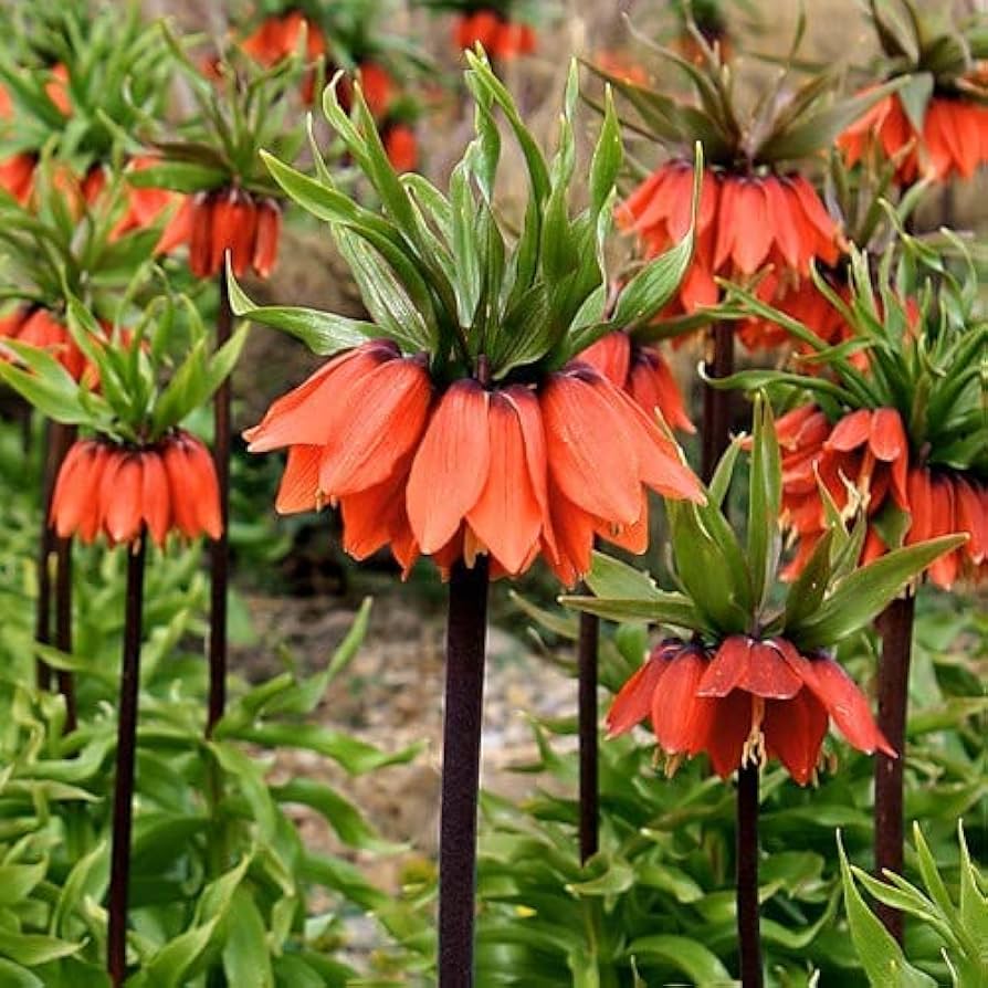 Crown Imperial Fritillaria imperialis Seeds for Planting in Flower Bed & Garden Heirloom Non-GMO Seeds