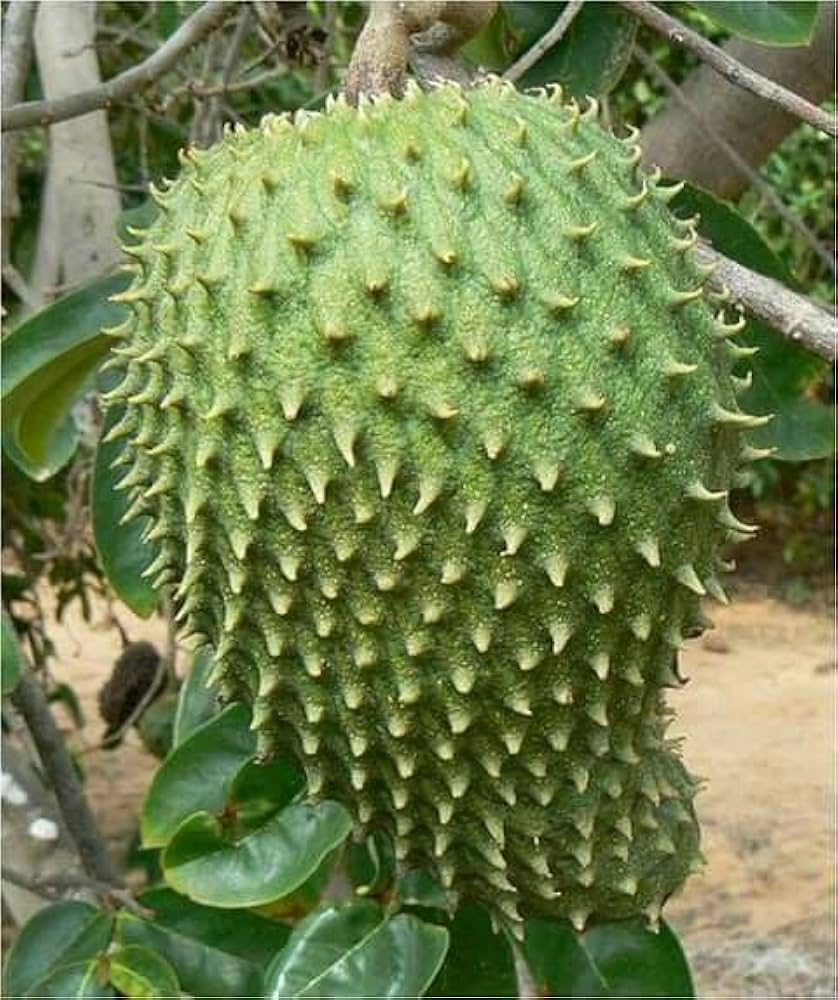 Graviola Seeds for Planting Annona muricata for tropical gardens and home orchards Fruit Seeds for Home Gardens, Containers & Outdoor Growing