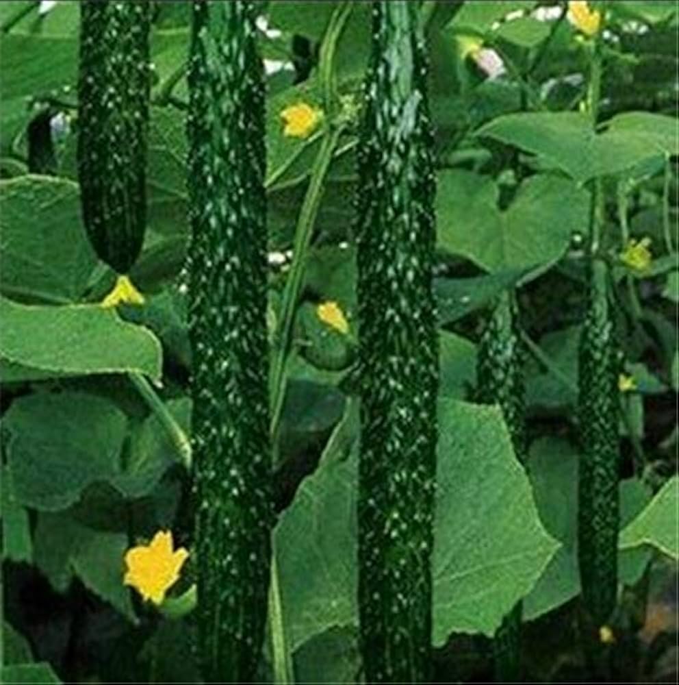 Carolina Cucumber Seeds for Planting Cucumis anguria for vegetable beds and trellis gardens for Planting, Premium Vegeta