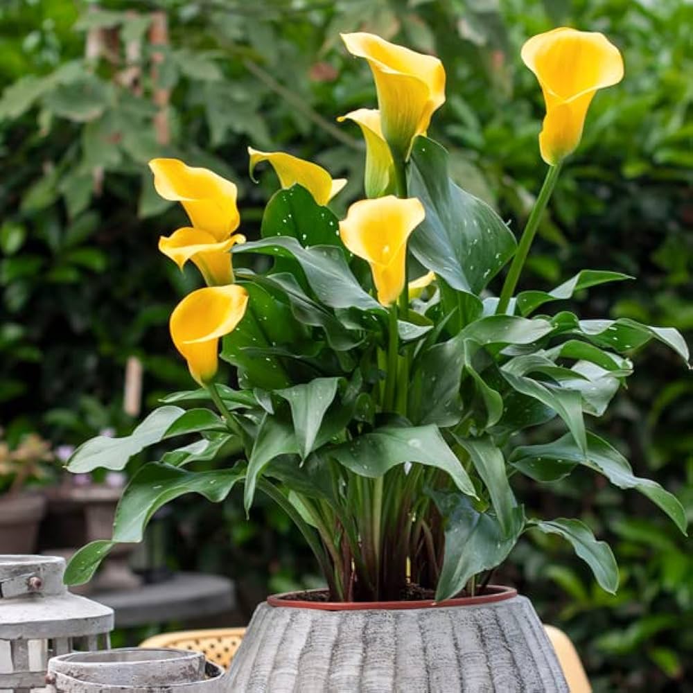 Yellow Calla Lily Seeds Zantedeschia for Planting in Flower Bed & Garden Heirloom Non-GMO Seeds