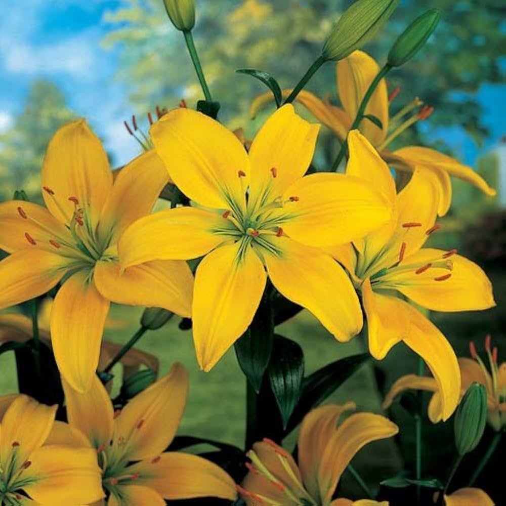 Yellow Heart Red Spots White Lily Seeds Lilium for Planting in Garden & Flower Bed Heirloom Non-GMO Seeds