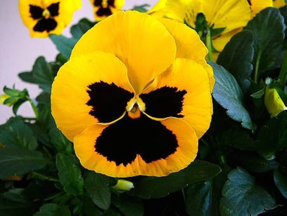 PANSY Schweizer Riesen Mix Seeds for Planting - Ideal for Flower Bed & Garden Heirloom Non-GMO Seeds