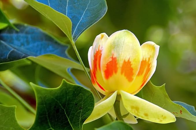 Tulip Flower Tulipa spp. Seeds for Planting in Flower Bed & Garden Heirloom Non-GMO Seeds