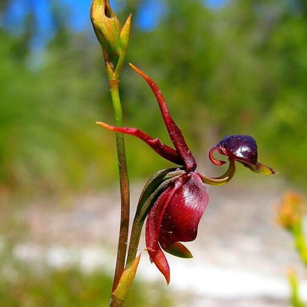 Flying Duck Orchid Caleana major Seeds for Planting in Orchid Garden Heirloom Non-GMO Seeds