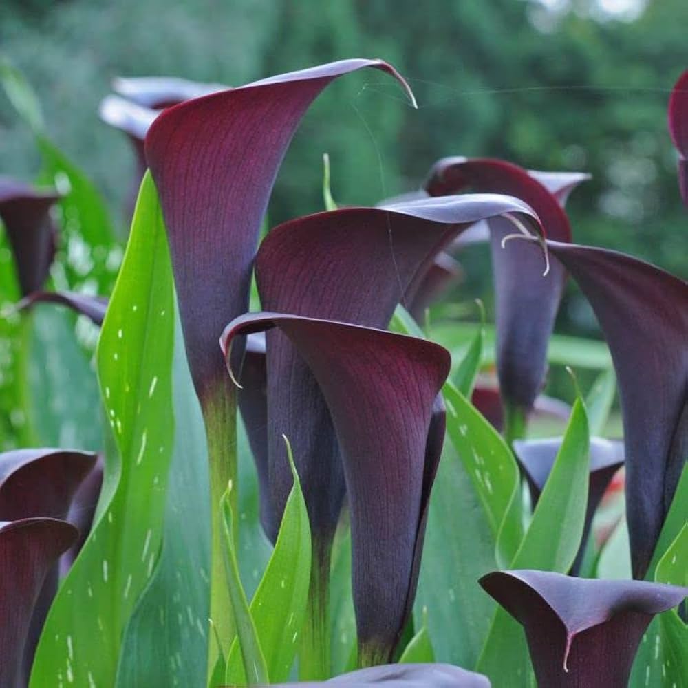 Calla Lily Seeds Zantedeschia for Planting in Flower Bed & Garden Heirloom Non-GMO Seeds