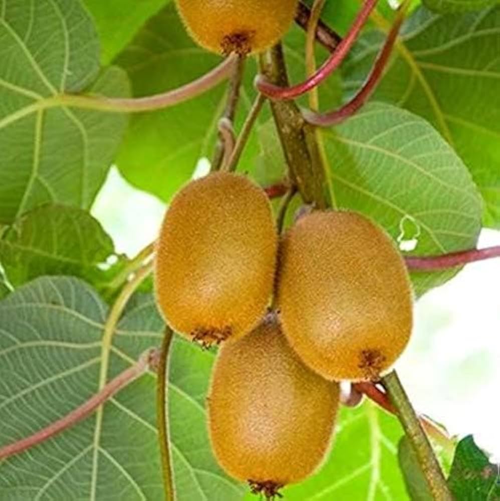 Kiwi Vine Seeds for Planting Actinidia deliciosa for trellises and home gardens Heirloom Non-GMO Seeds