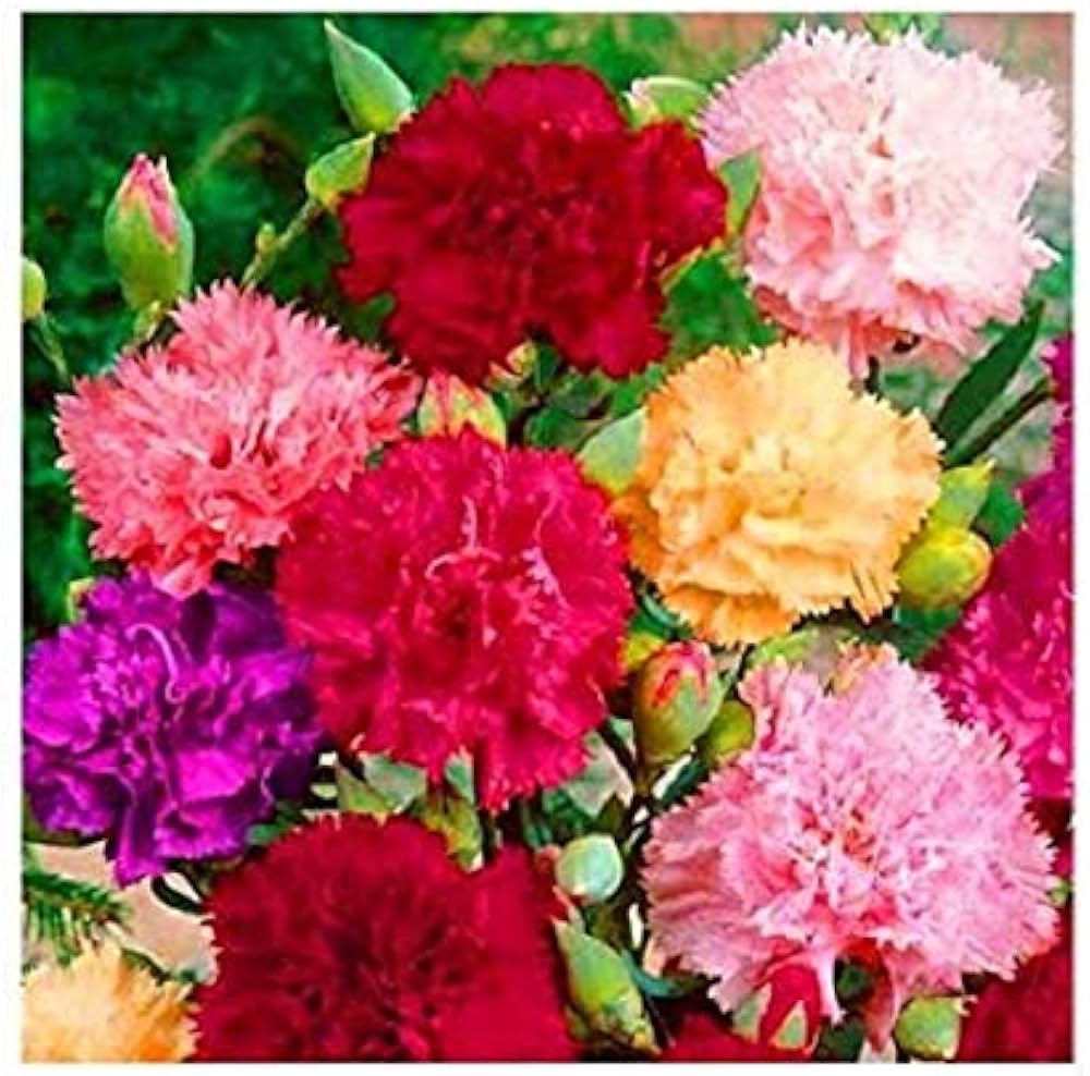 Orange Chabaud Carnation Seeds for Planting Dianthus caryophyllus for flower beds and cutting gardens Heirloom Non-GMO S