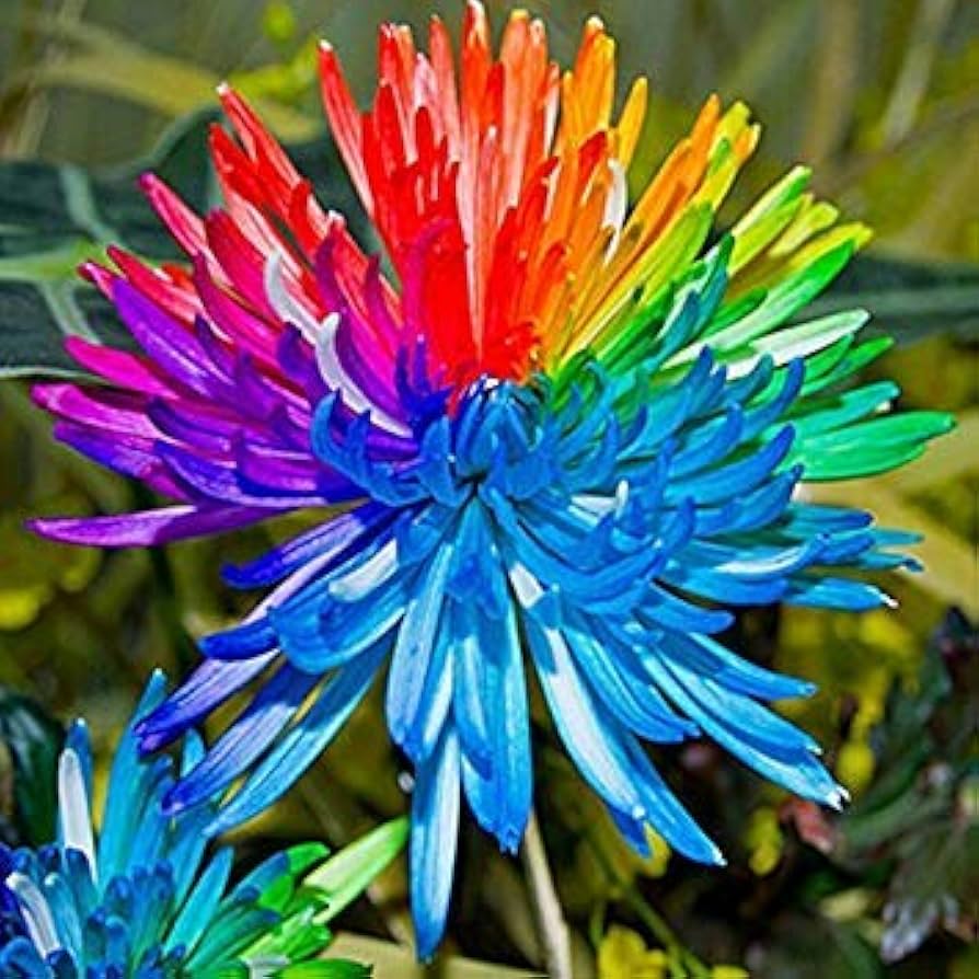 Rainbow Chrysanthemum Chrysanthemum indicum Seeds for Planting in Flower Bed and Urban Garden Heirloom Non-GMO Seeds
