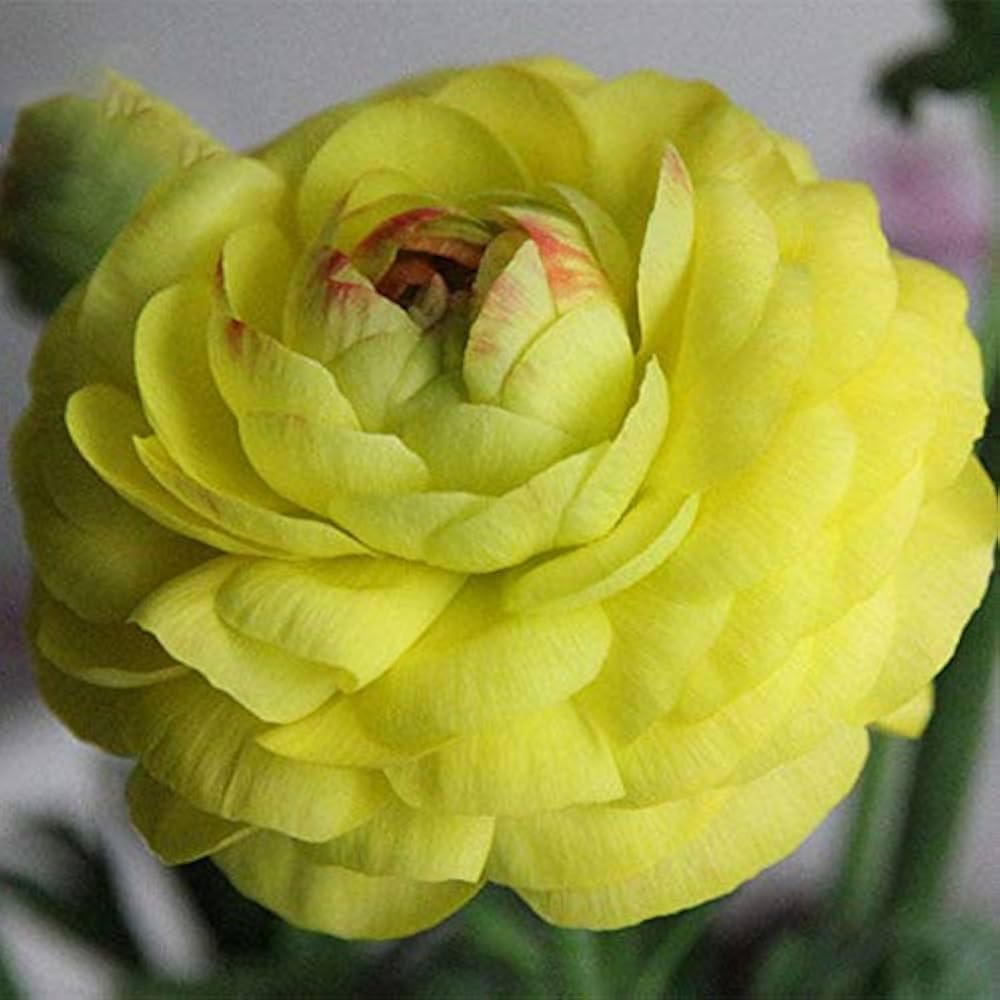 Ranunculus Asiaticus Ranunculus asiaticus Seeds for Planting Heirloom Non-GMO Seeds