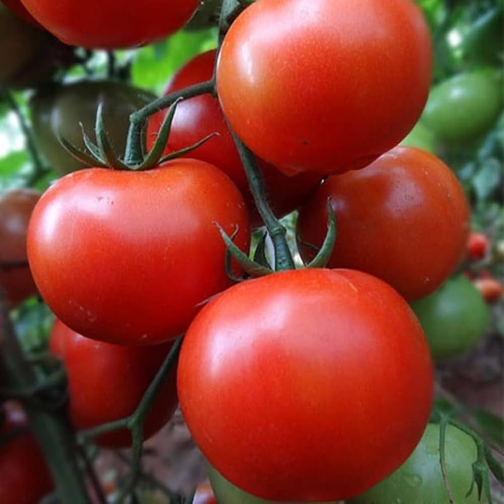 Bella Rosa Vffna Tomato Solanum lycopersicum Seeds for Planting in Vegetable Patch for Planting, Premium Vegetable Seeds