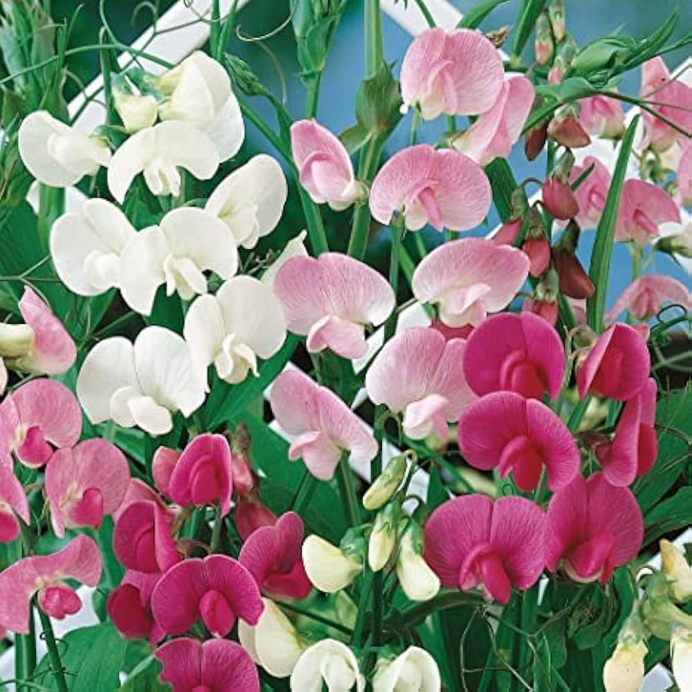 Sweet Pea Seeds for Planting Lathyrus Odoratus flower bed cottage garden Heirloom Non-GMO Seeds