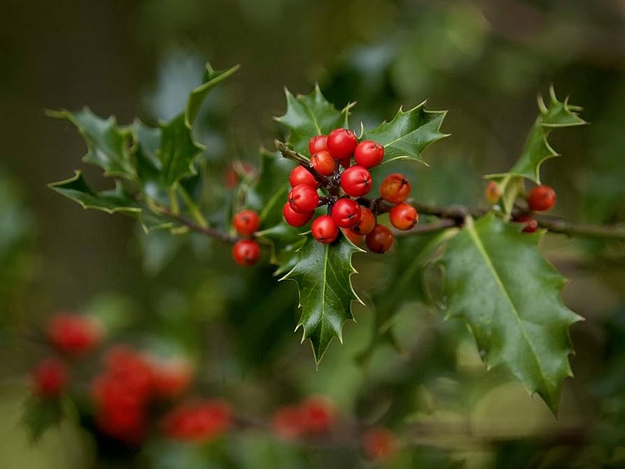 Ilex Aquifolium Holly Tree Seeds for Planting Heirloom Non-GMO Seeds