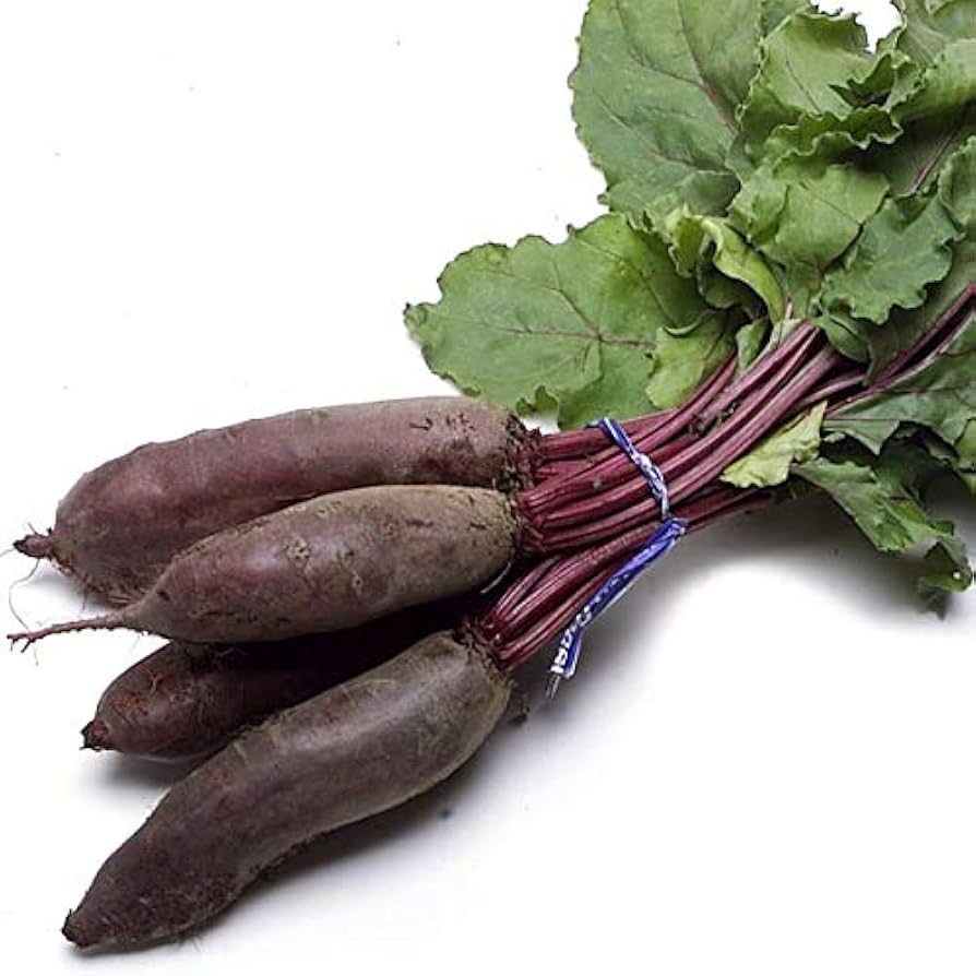 Cylindra Beetroot Seeds for Planting Beta vulgaris for vegetable patch and container gardens for Planting, Premium Veget