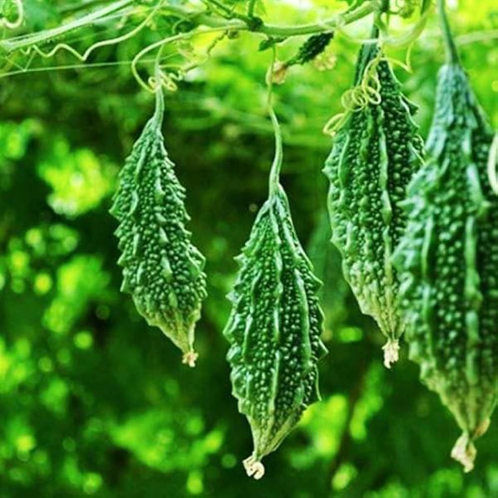 Bitter Gourd Seeds for Planting Momordica charantia for vegetable patches and home gardens for Planting, Premium Seeds |