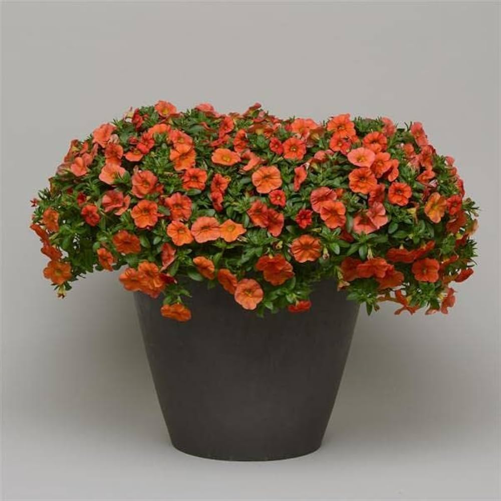 Mixed Calibrachoa Petunia Petunia spp. Seeds for Planting for Planting, Premium Seeds | Heirloom Non-GMO