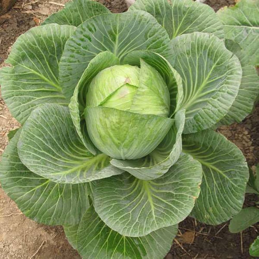 Cabbage Brassica oleracea Seeds for Planting home garden flower bed for Planting, Premium Vegetable Seeds | Heirloom Non