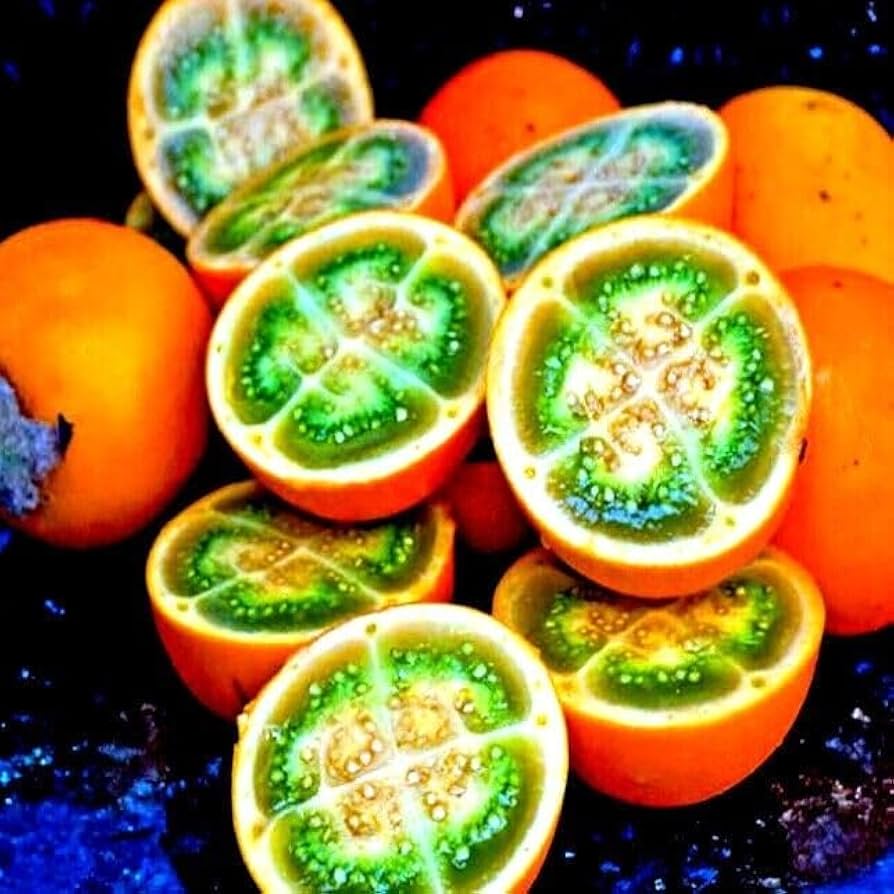 Lulo Fruit Seeds for Planting Solanum quitoense for tropical gardens and vegetable patches Fruit Seeds for Home Gardens, Containers & Outdoor Growing