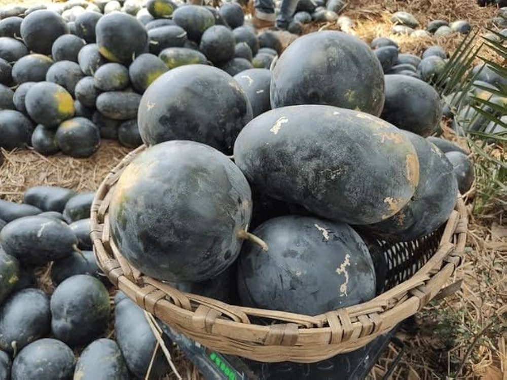 Giant Watermelon Citrullus lanatus Fruit Seeds for Planting in Vegetable Patch Fruit Seeds for Home Gardens, Raised Beds & Outdoor Growing